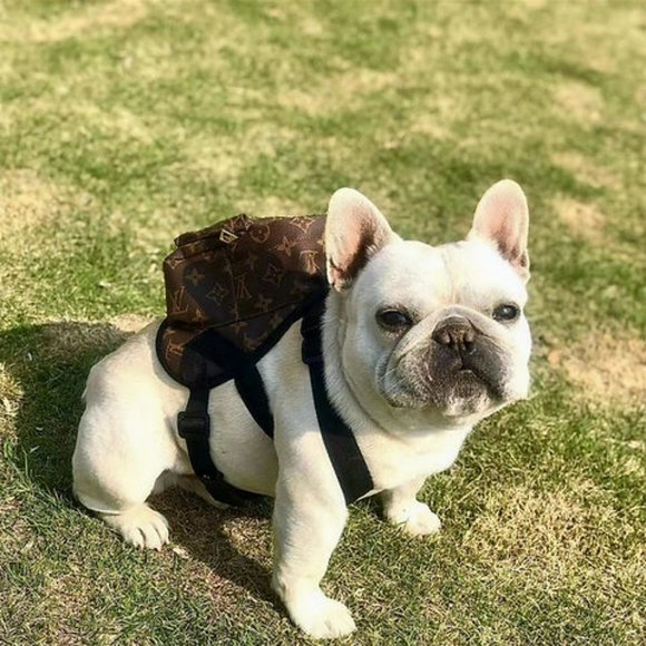 Louis Vuitton Dog Lv Design Dog Backpack Harness Nwot Poshmark